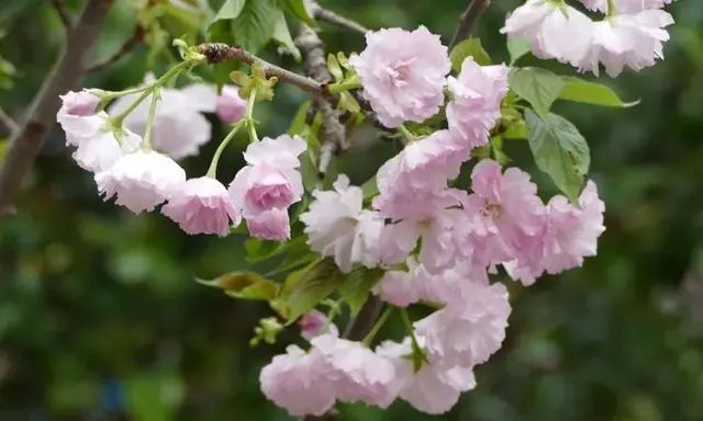 日本晚樱（Cerasus serrulata var. lannesiana）