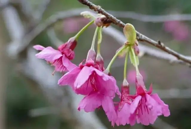 日本晚樱（Cerasus serrulata var. lannesiana）