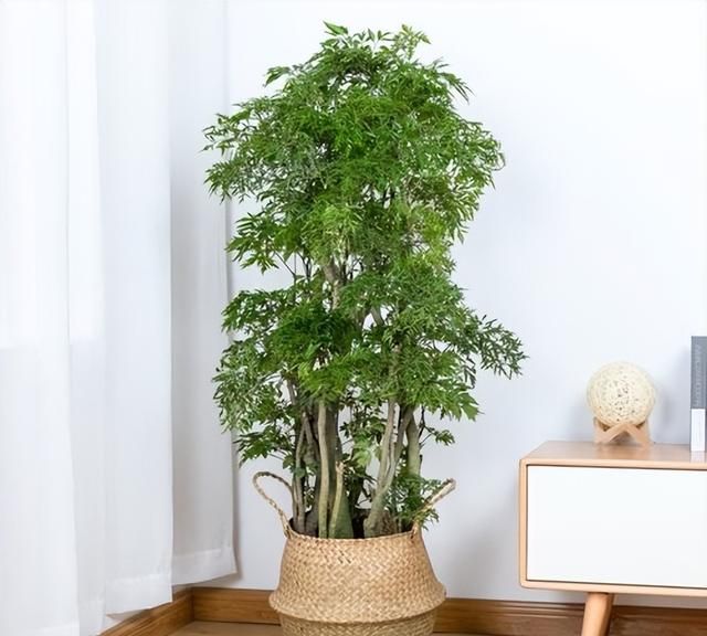 6种木本植物，简单易养年年升值，买一个小苗，几年就长成大树