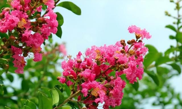 夏天开的花都有什么花