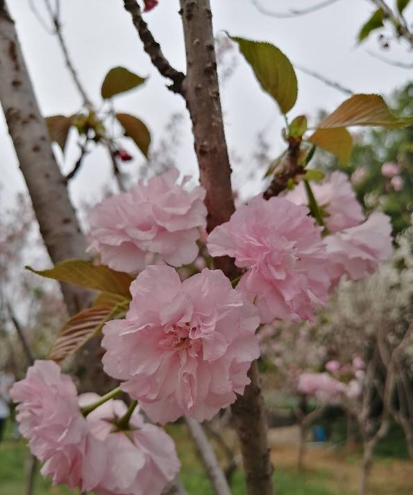 春天常见的樱花品种，每一种都仙气飘飘，呼呼开花摁不住