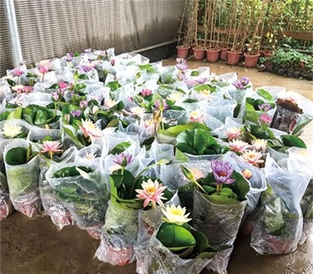 一步步走近的家庭荷莲市场 |“又到荷莲飘香时”专题