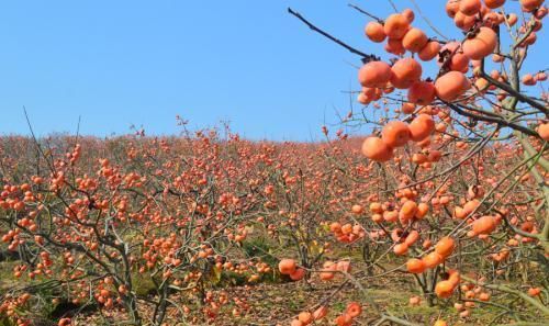 种植柿子树，要如何管理，才能丰产呢？