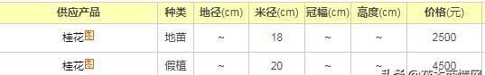 八月桂花树价格表及种植技术附带种植单位和图片分析「花木商情」