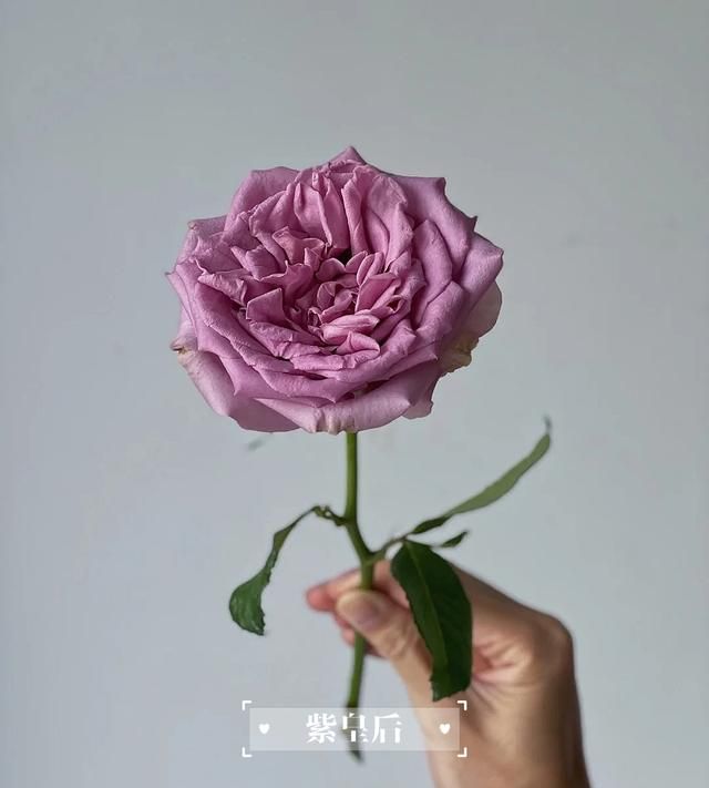 成都马克花艺｜玫瑰花语大全，明明白白他的心