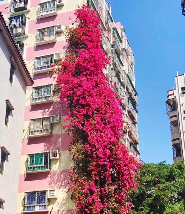 7种“爬藤花”，美如仙花，院子种一棵，一年爬满墙，赏花一辈子