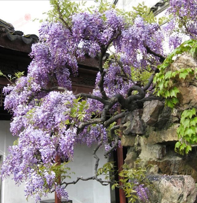 7种“爬藤花”，美如仙花，院子种一棵，一年爬满墙，赏花一辈子