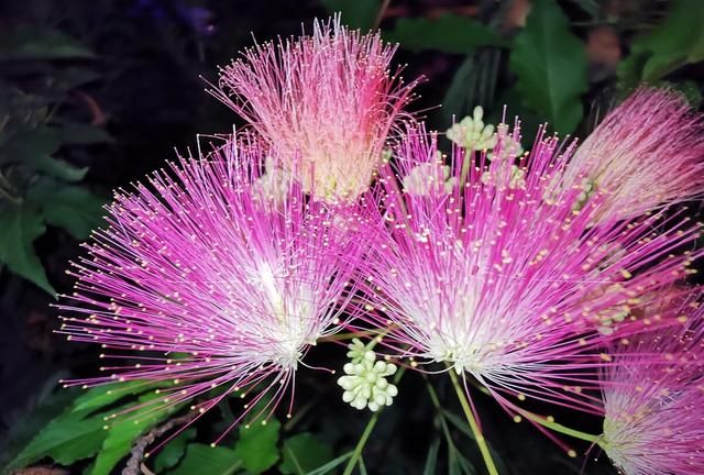 一树高花冠玉堂，知时舒卷欲云翔——合欢花，忘忧解忿，愿祝安康