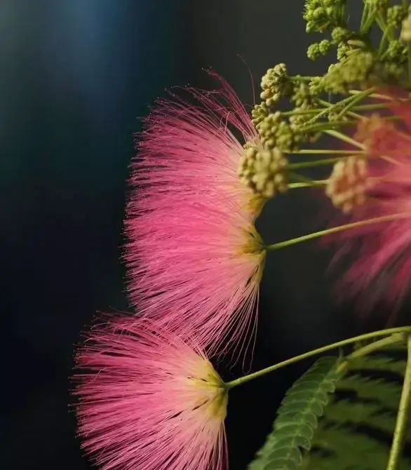 一树高花冠玉堂，知时舒卷欲云翔——合欢花，忘忧解忿，愿祝安康