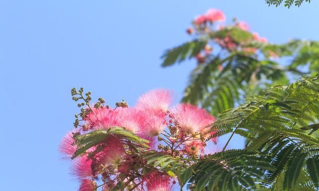 一树高花冠玉堂，知时舒卷欲云翔——合欢花，忘忧解忿，愿祝安康