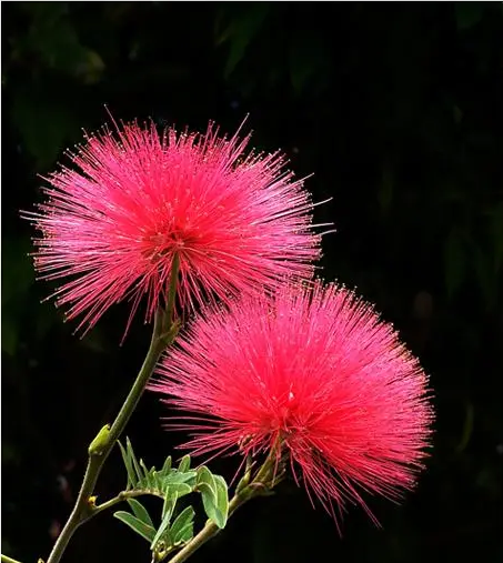 一树高花冠玉堂，知时舒卷欲云翔——合欢花，忘忧解忿，愿祝安康