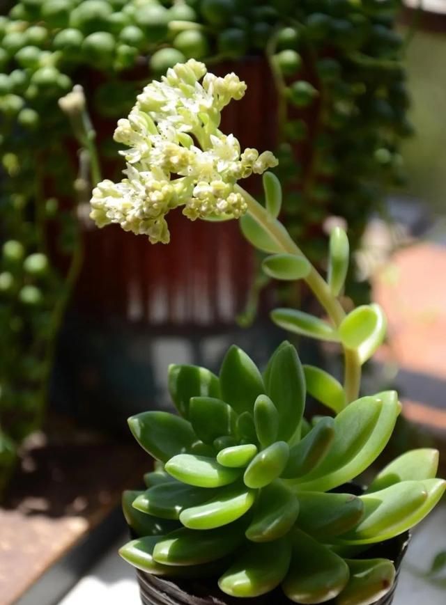 春萌｜1000种多肉植物图鉴