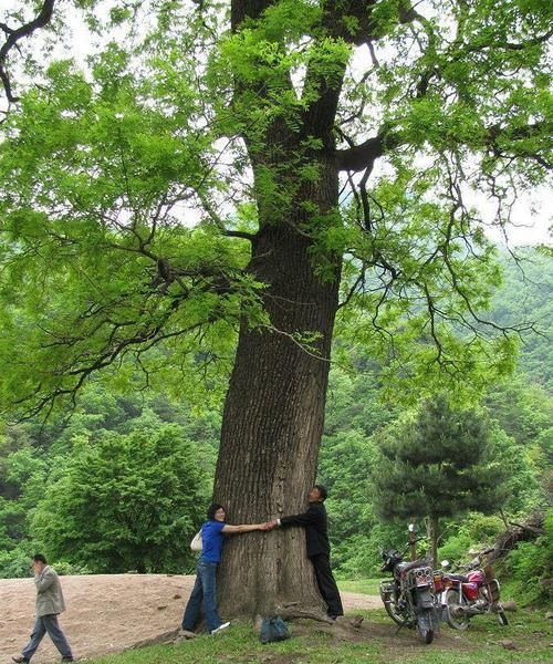 国槐树的生长特性和木材利用