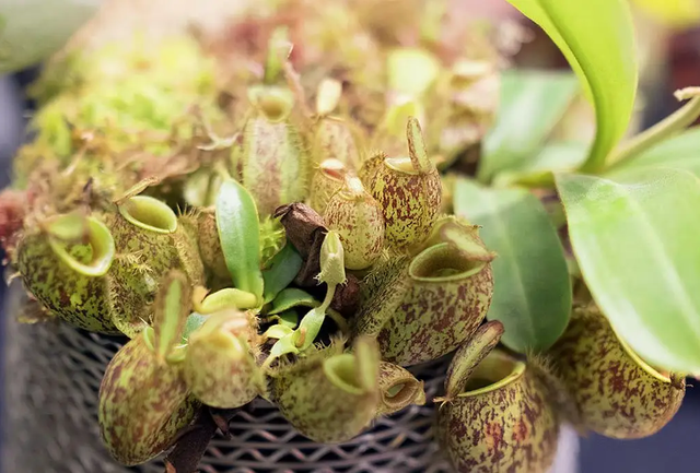 给盆栽猪笼草喂肉，养食虫草就能捉蚊子？可真别这么天真