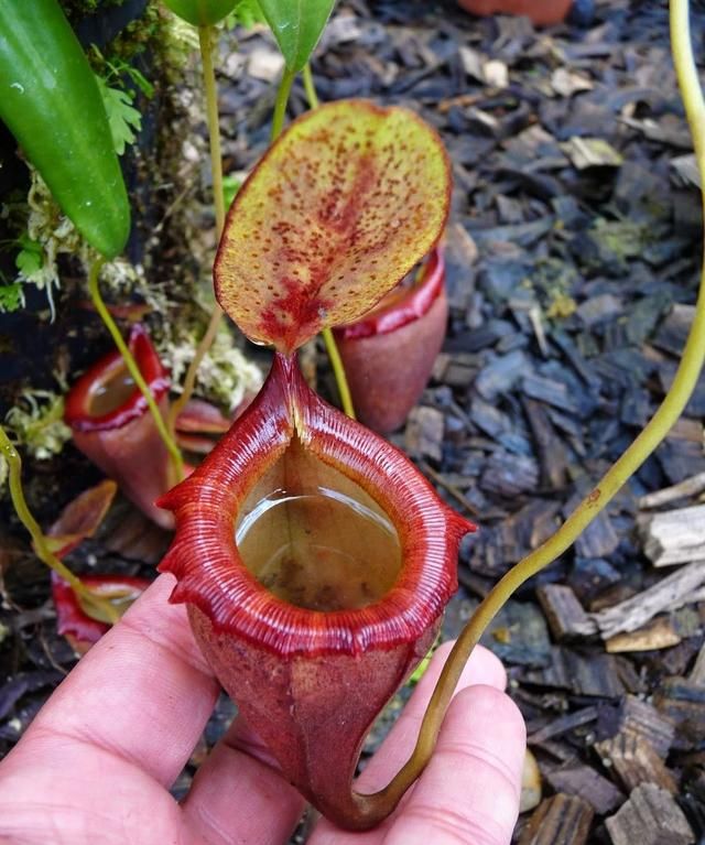 给盆栽猪笼草喂肉，养食虫草就能捉蚊子？可真别这么天真