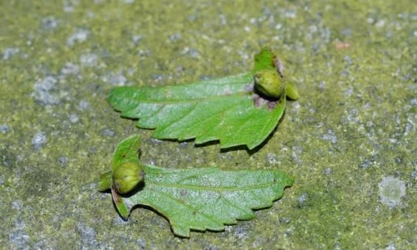 “地球独生子”在上海开花结实，离野外灭绝仅一步之遥