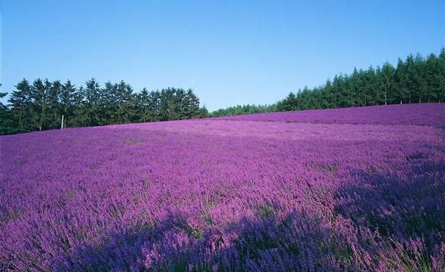 26种园林常用宿根花卉，你认识几种？-高清植物图解