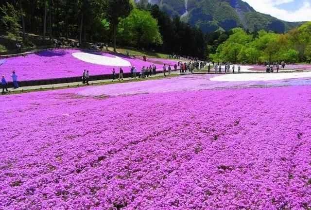 26种园林常用宿根花卉，你认识几种？-高清植物图解