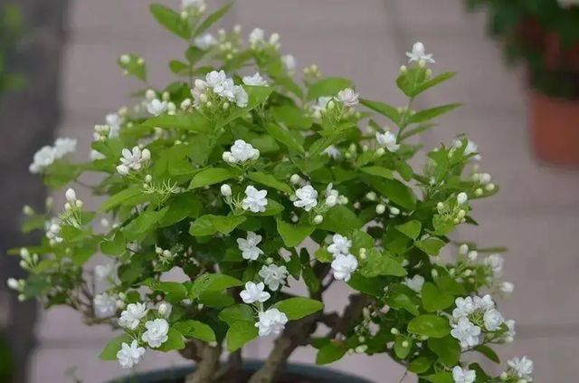 最香的“5种花”，又美又长寿，一年四季开，能香几十年