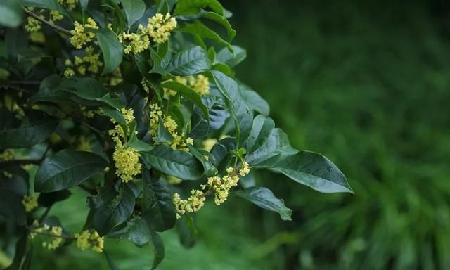 中秋前后桂花香，桂花虽小，用对了养生功效大