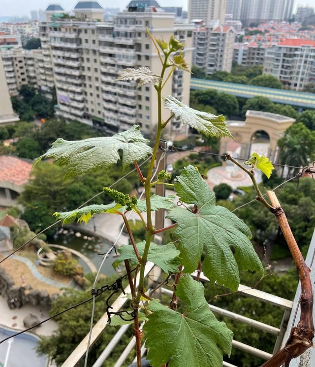 阳台种葡萄有“2技巧”，果子一串串，好吃好看美味，比养花有趣