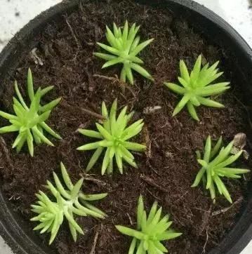 佛甲草（万年草）的鉴赏养护管理