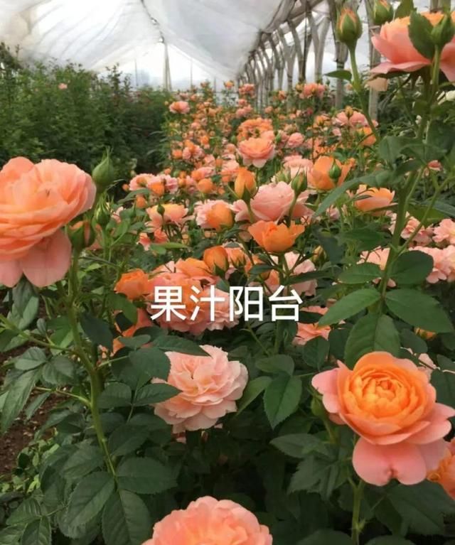 “寿命长”的10种花，寓意好，格调高，老人见了眉开眼笑