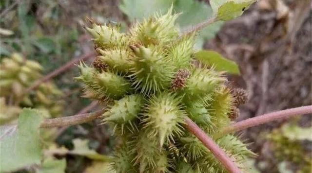 20种野花野草，都是童年的回忆，能叫出名字的却没有几个