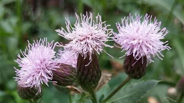 20种野花野草，都是童年的回忆，能叫出名字的却没有几个