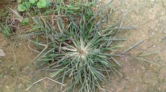 20种野花野草，都是童年的回忆，能叫出名字的却没有几个