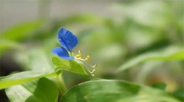 20种野花野草，都是童年的回忆，能叫出名字的却没有几个