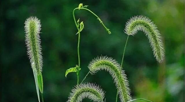 20种野花野草，都是童年的回忆，能叫出名字的却没有几个