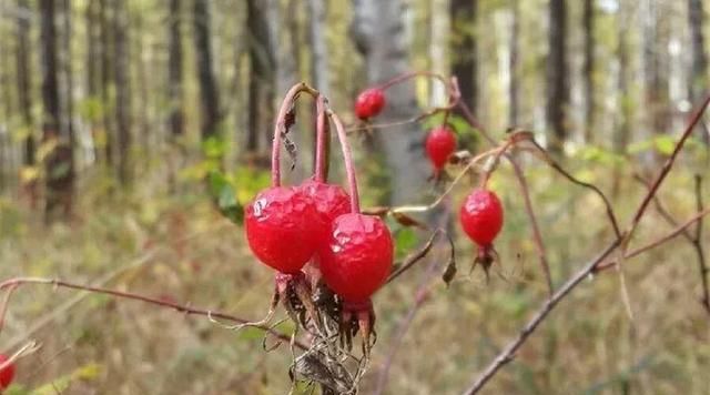 20种野花野草，都是童年的回忆，能叫出名字的却没有几个