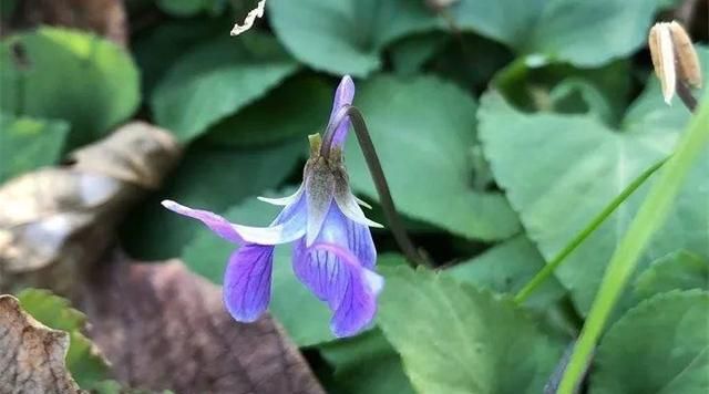 20种野花野草，都是童年的回忆，能叫出名字的却没有几个