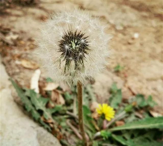 20种野花野草，都是童年的回忆，能叫出名字的却没有几个