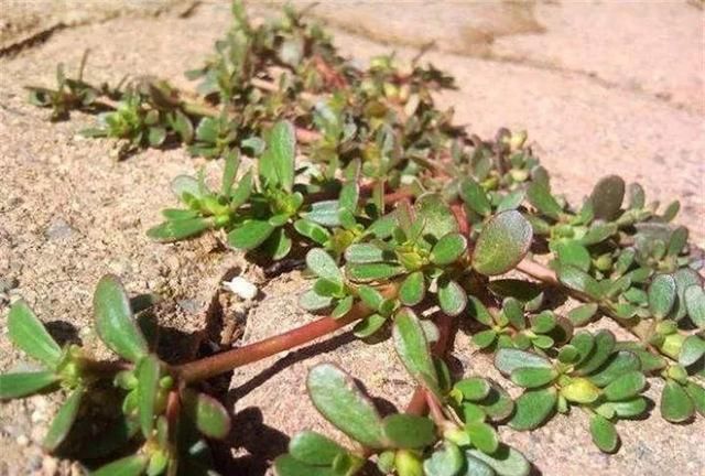 20种野花野草，都是童年的回忆，能叫出名字的却没有几个