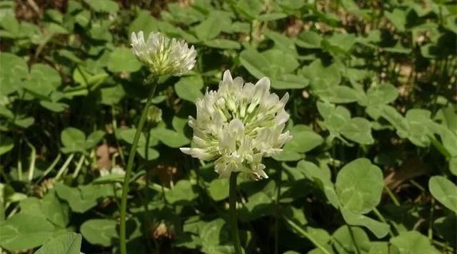 20种野花野草，都是童年的回忆，能叫出名字的却没有几个