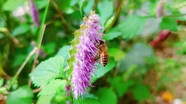 20种野花野草，都是童年的回忆，能叫出名字的却没有几个