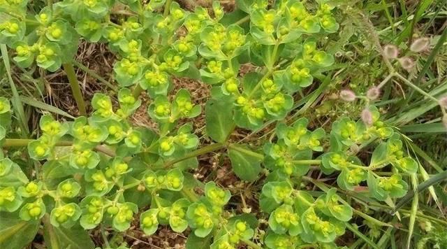 20种野花野草，都是童年的回忆，能叫出名字的却没有几个