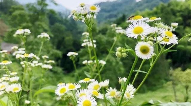 20种野花野草，都是童年的回忆，能叫出名字的却没有几个