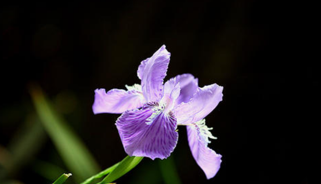 鸢尾花花大艳丽，不同颜色的花语你知多少？