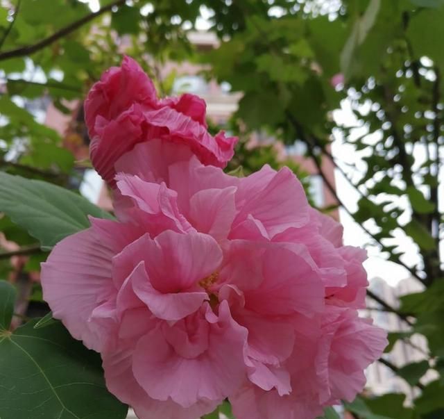 喜欢芙蓉花却不知道怎么养，教你点方法，让你的芙蓉花开成大脸花