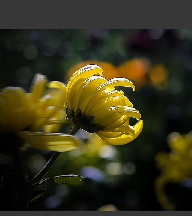 实拍16张菊花特写照片，运用暗色调表现，其质感表现得怎么样？