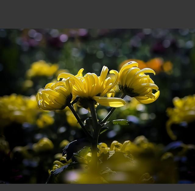 实拍16张菊花特写照片，运用暗色调表现，其质感表现得怎么样？