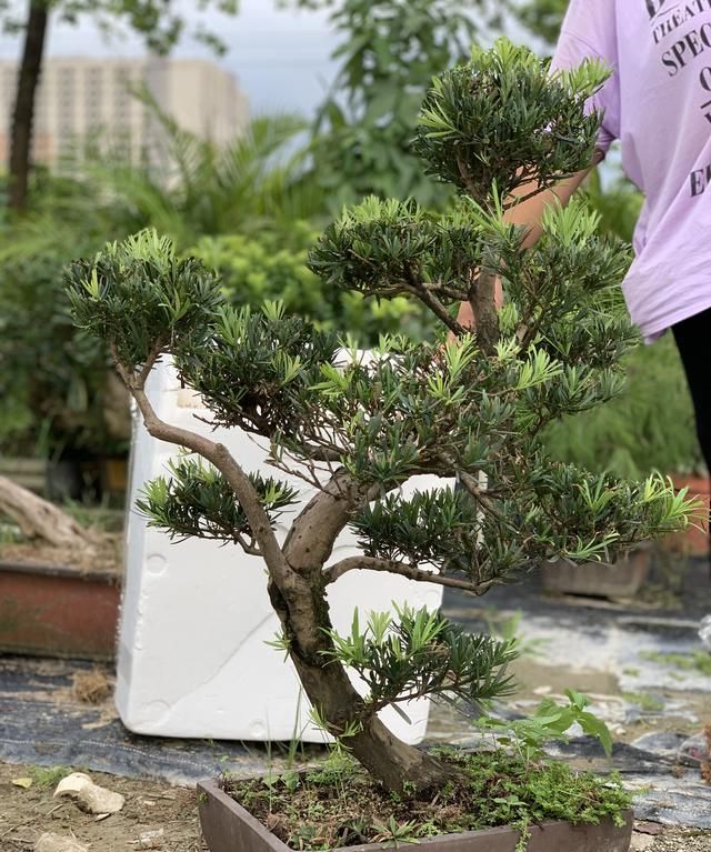 日本罗汉松，今天才有空收拾修剪