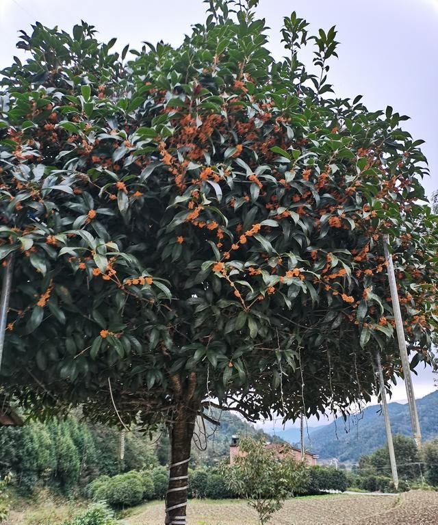 富不富，门前树！院子种树首选5种，年年挂“金果”，日子红火火