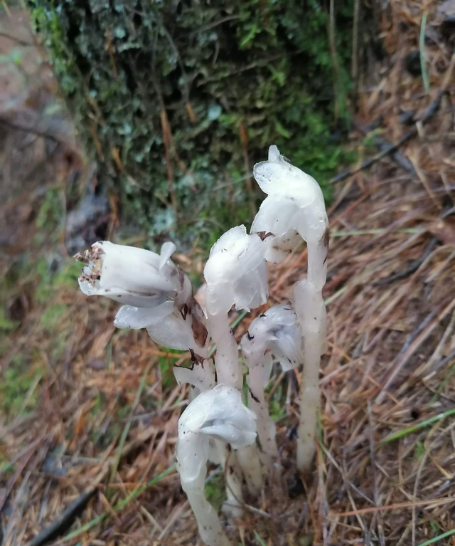 一种兰花被称作“幽灵之花”，浑身透白纯洁，一辈子难得见一回