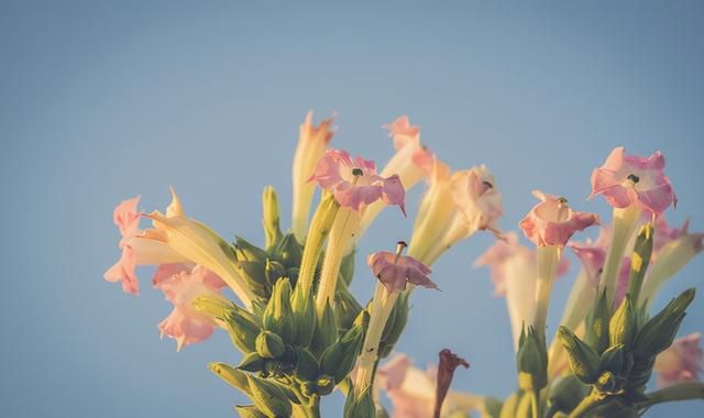 你家的花花草草属于哪一类？科普：花草分类大全