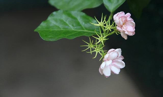 你家的花花草草属于哪一类？科普：花草分类大全