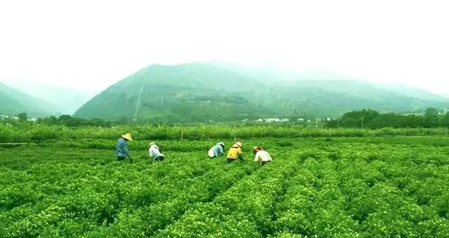 茉莉花茶大数据，你被哪个产区的香气吸引了？